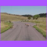 Two Running Deer.jpg